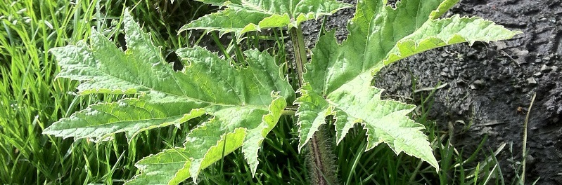 Young Giant Hogweed. The start of an infestation!
