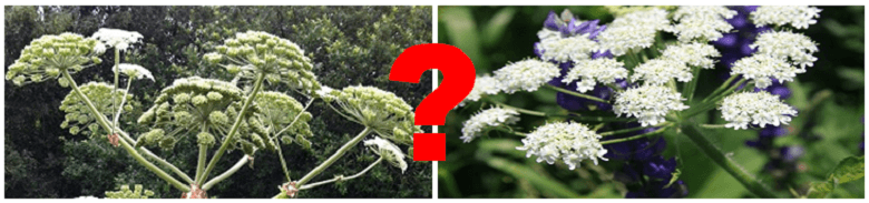Giant Hogweed or Cow Parsnip?