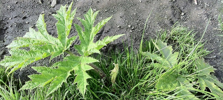 Treatment window for Giant Hogweed?